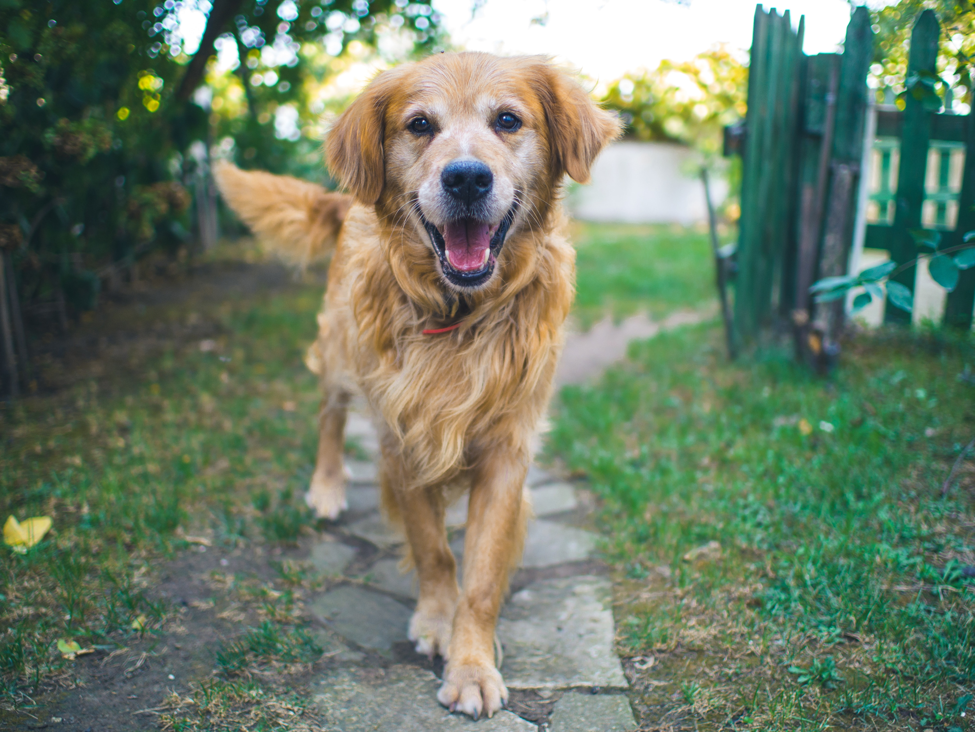 RELIEVER FOR PETS